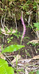Spiranthes australis