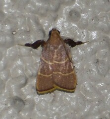 Parachma ochracealis