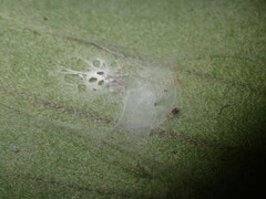 Araneae