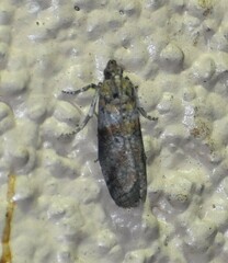 Phycitinae
