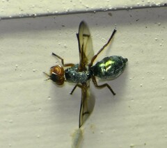 Senopterina caerulescens