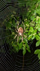 Araneus