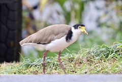 Vanellus miles novaehollandiae