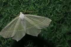 Campaea margaritaria