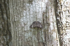 Hamadryas amphinome mazai