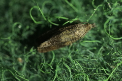 Celypha striana