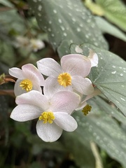 Begonia lukuana