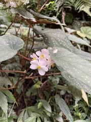 Begonia lukuana