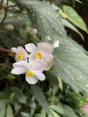 Begonia lukuana