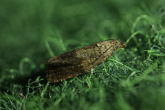 Celypha striana