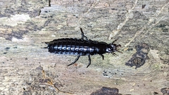 Carabus