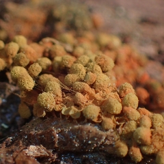Arcyria ferruginea