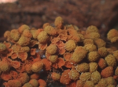 Arcyria ferruginea