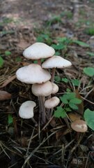 Collybiopsis confluens