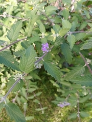 Caryopteris