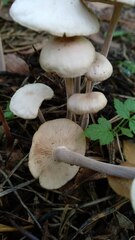 Collybiopsis confluens