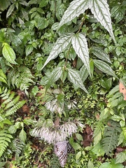 Eupatorium tashiroi