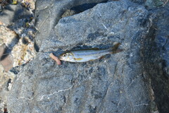 Hesperoleucus symmetricus