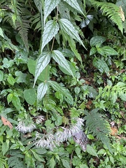 Eupatorium tashiroi