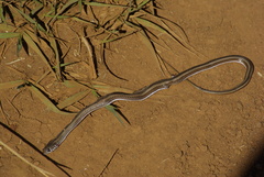 Psammophis crucifer