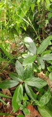Ficus hispida