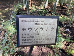 Phyllostachys edulis