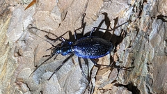 Carabus intricatus