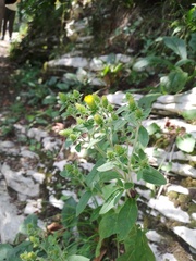 Pentanema squarrosum