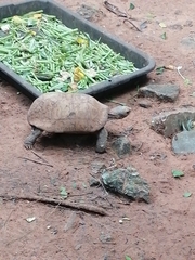 Indotestudo elongata