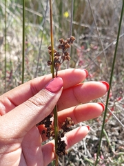Juncus