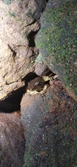 Indosylvirana
