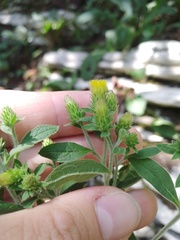 Pentanema squarrosum