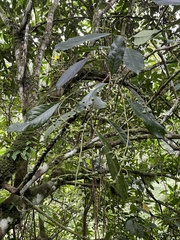Turpinia formosana