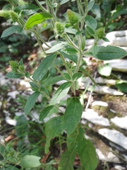 Pentanema squarrosum