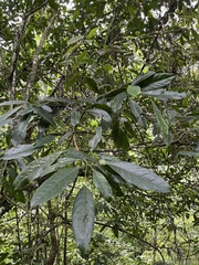 Turpinia formosana