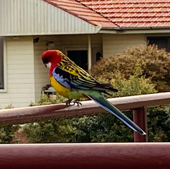 Platycercus eximius