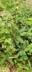 Biophytum sensitivum