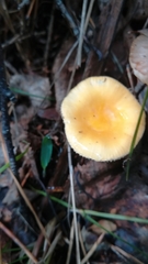 Russula claroflava