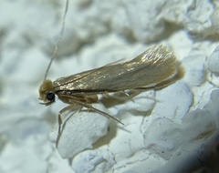 Tineola bisselliella