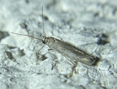 Tineola bisselliella