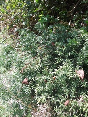 Ruscus aculeatus
