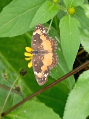 Chlosyne lacinia adjutrix