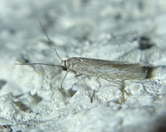 Tineola bisselliella