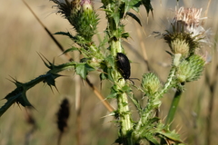 Coleoptera