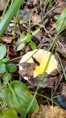 Russula claroflava