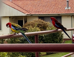 Platycercus eximius