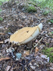Leccinum versipelle