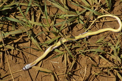Psammophis crucifer