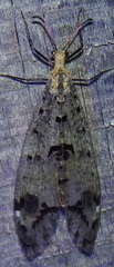 Dendroleon obsoletus