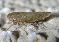Acinopterus